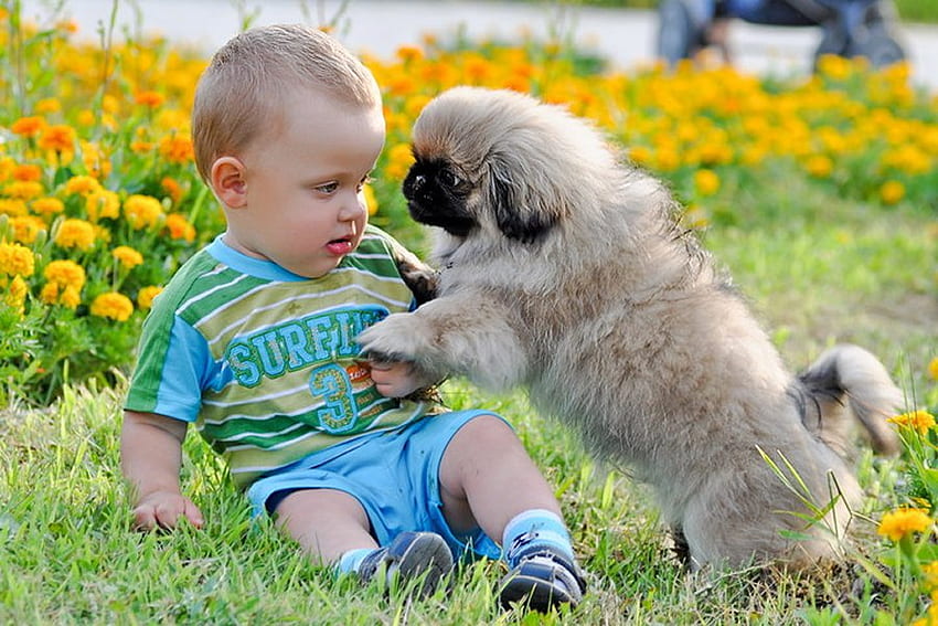 Tender friends * For KATEHATHEWAY, 개, 동물, 풀, 사람, 강아지, 꽃, 사랑, 가르드, 애완 동물, 친구, 어린이 HD 월페이퍼