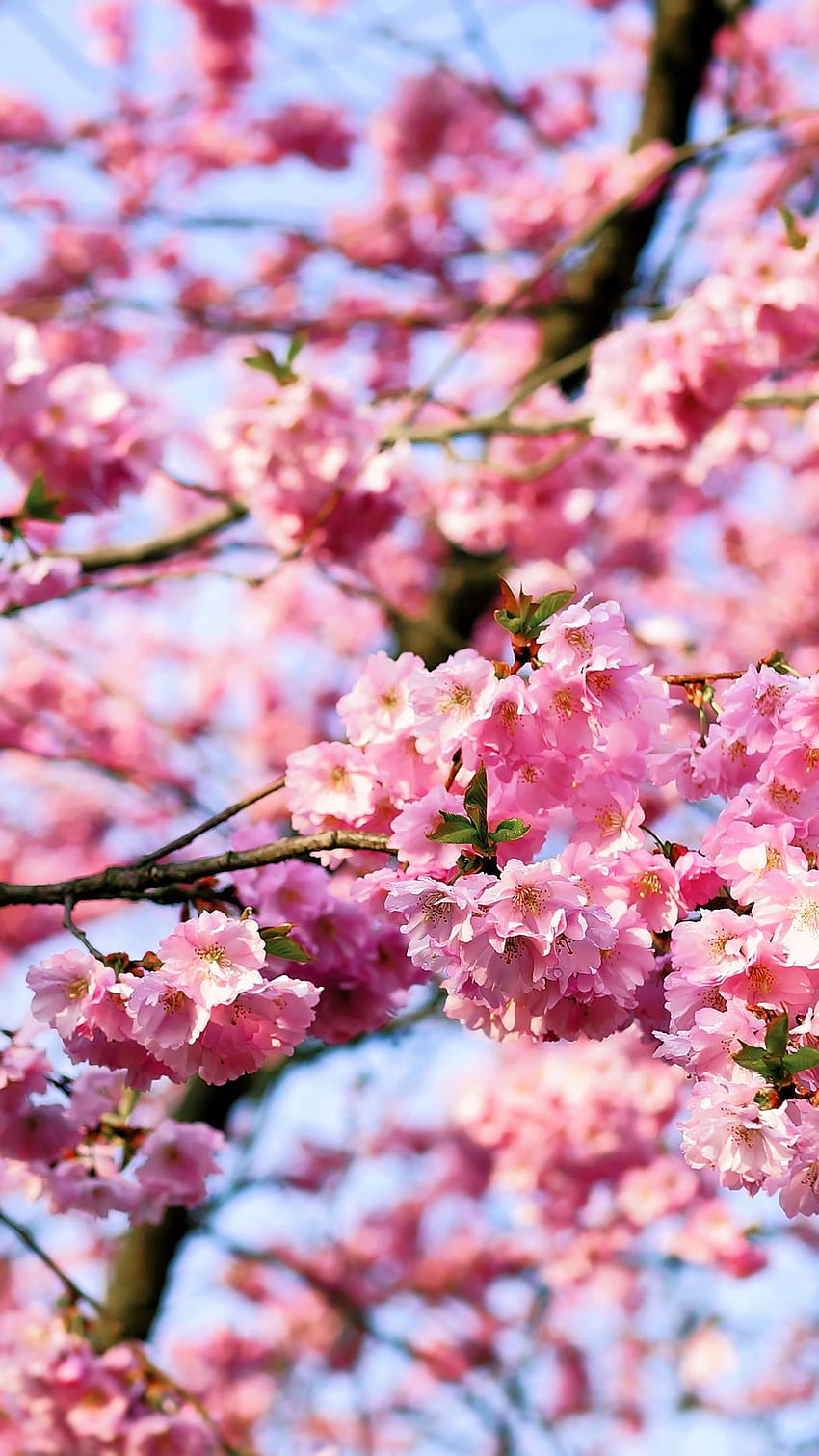 iPhone . Flower, Blossom, Spring, Pink, Plant, Cherry, Dark Cherry Blossom HD phone wallpaper