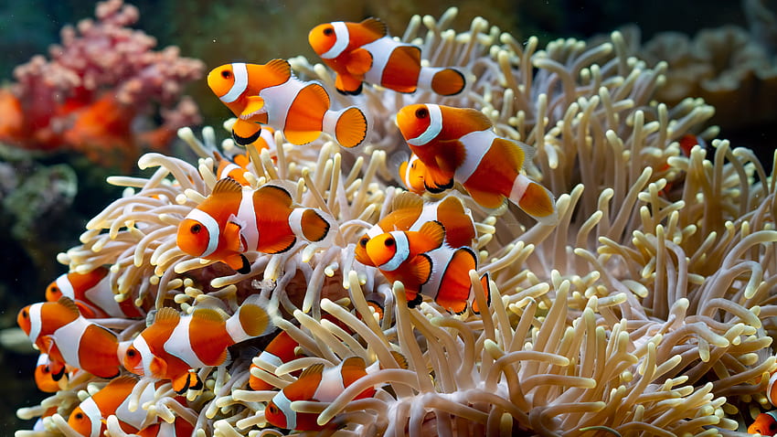 カクレクマノミ ハーレム水中サンゴ礁魚の群れ 高画質の壁紙
