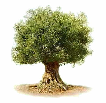 File:Oliver Tree (50117374183).jpg - Wikimedia Commons