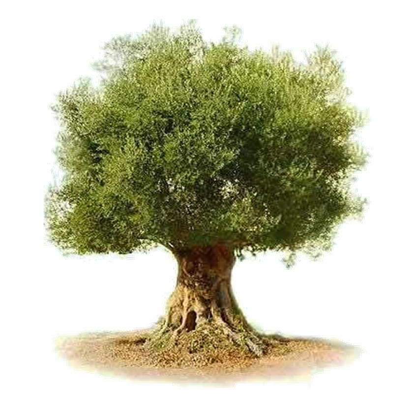 La Corteza De Un árbol PNG - Árbol De Olivo fondo de pantalla