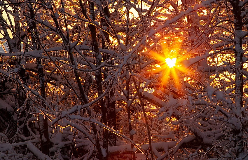 Heart on Fire, winter, snow, branches, sky, heart, sun, tree HD wallpaper
