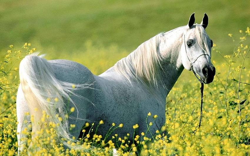 สัตว์ ดอกไม้ หญ้า เดินเล่น ม้า บังเหียน วอลล์เปเปอร์ HD