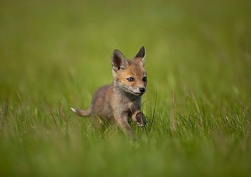 Little Fox, cute, fox, , little HD wallpaper