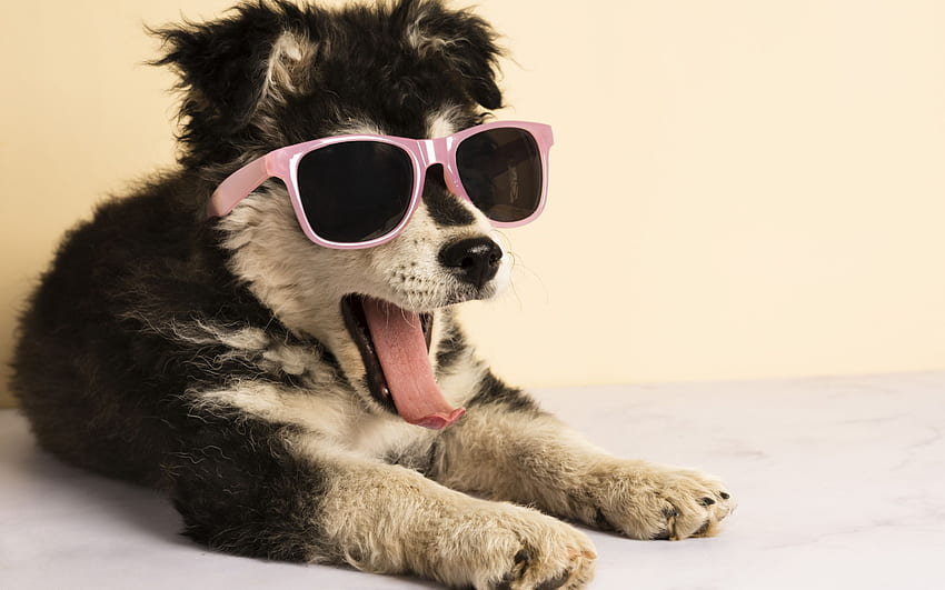 zabawny szczeniak, husky, szczeniak w okularach przeciwsłonecznych, słodkie, śmieszne szczenięta Tapeta HD
