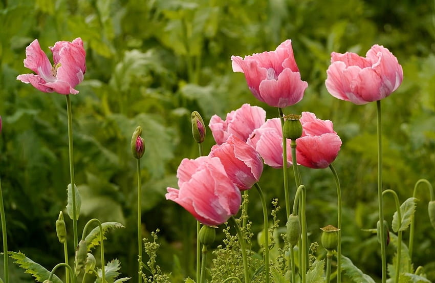Flowers, Poppies, Pink, Summer, Greens HD wallpaper