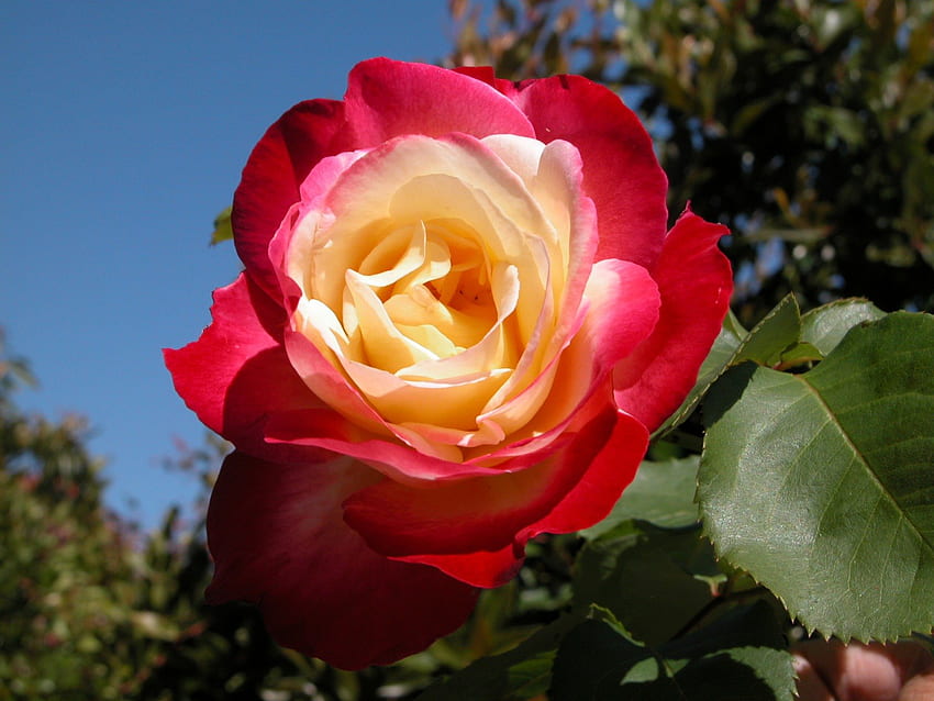 Grande Rosa Bianca Rossa, blu, bianca, grande, giorno, foglie, petali, fiore, verde, strati, rosso, alberi, natura, cielo Sfondo HD