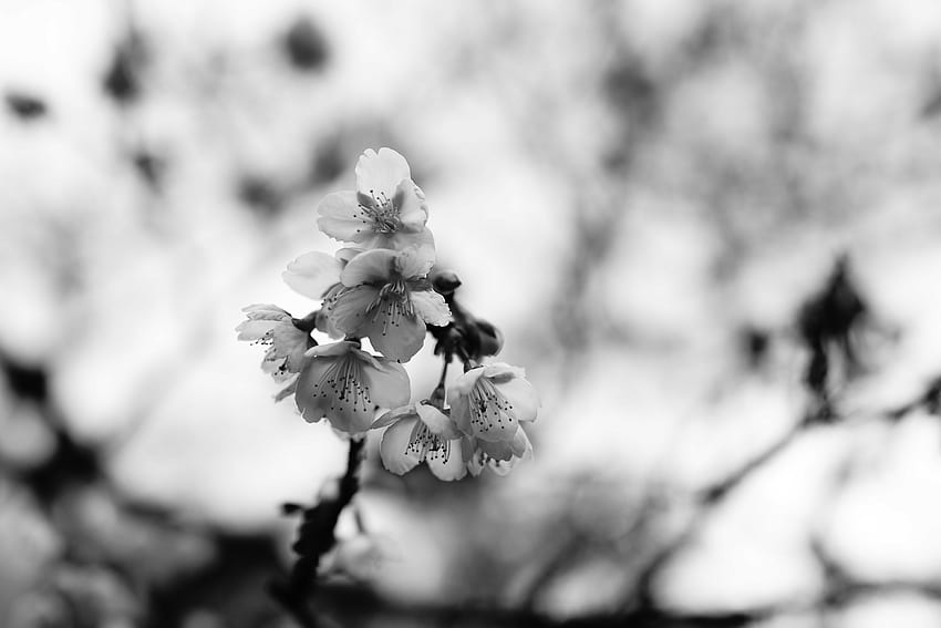 Flowers, Sakura, Macro, Branch, Bw, Chb HD wallpaper | Pxfuel