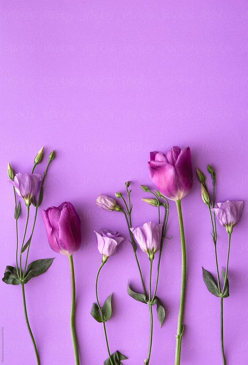 Bahar E on . Pink flowers , Floral phone, Purple flowers HD phone wallpaper