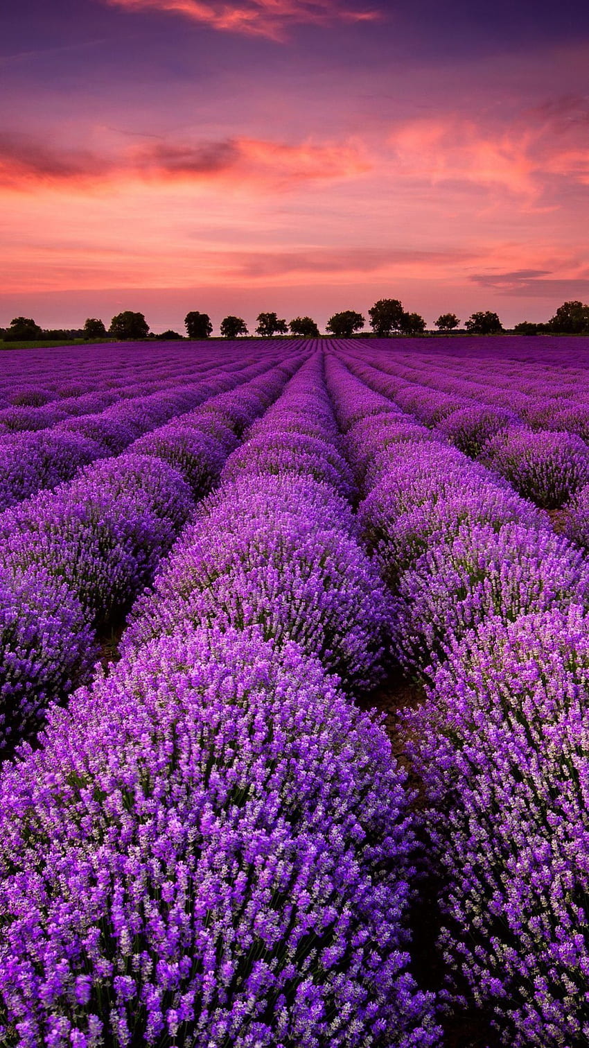 Sunrise Tree Lavender Flower Field 4K Wallpaper iPhone HD Phone 5780f