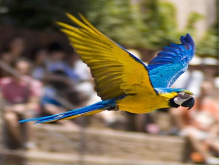 Macaw dom, macaw, parrot, in flight HD wallpaper
