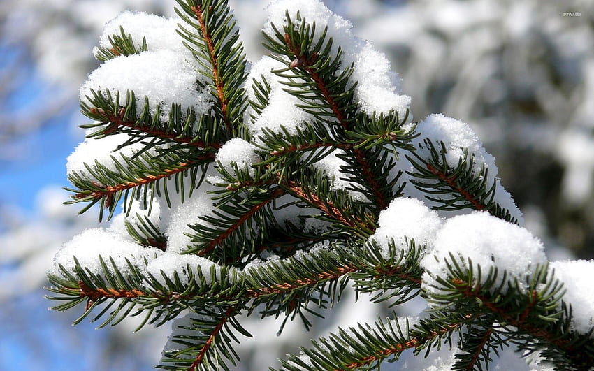 Snowy pine branch [2] - graphy HD wallpaper