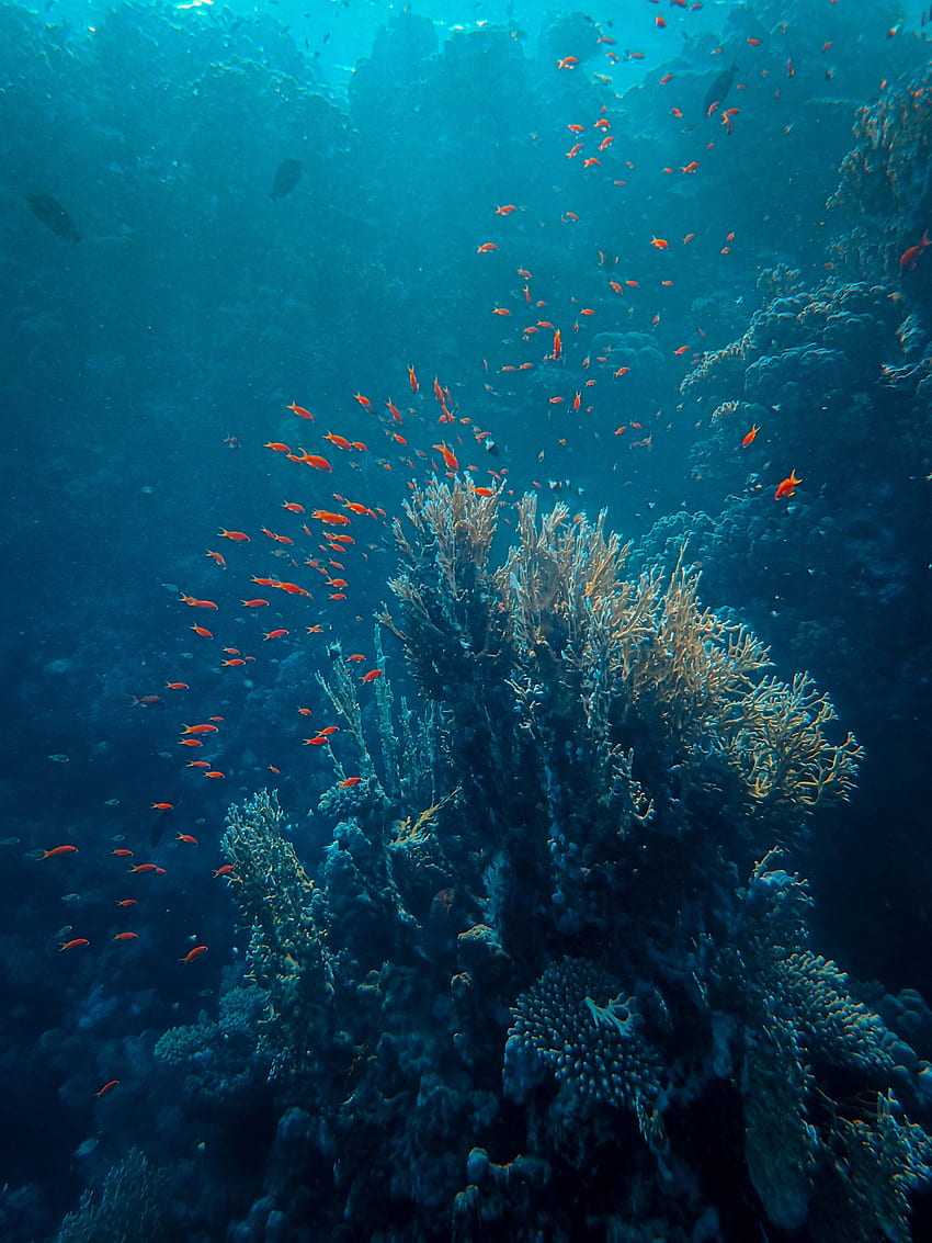 Animals, Sea, Coral, Fish, Depth, Under Water, Underwater HD phone wallpaper