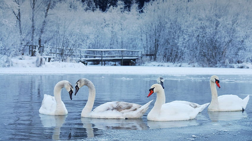 당신의 내셔널 지오그래픽 겨울을 위한 Bing Winter Swan [] HD 월페이퍼