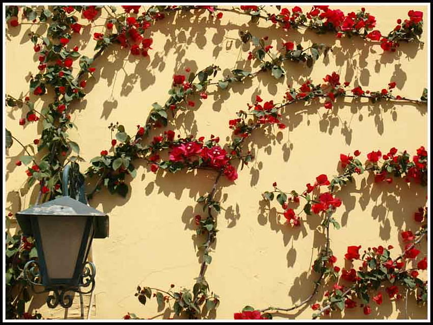 Positano, bougainvillea, lamp, red, street, wall, flowers HD wallpaper