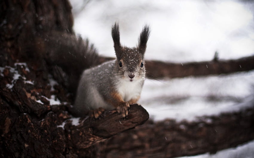 Animals, Winter, Squirrel, Snow, Wood, Tree, Fear HD wallpaper