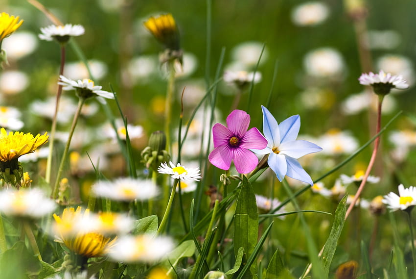 ธรรมชาติ ดอกไม้ หญ้า ฤดูร้อน โพลีอานา ทุ่งโล่ง อารมณ์ วอลล์เปเปอร์ HD