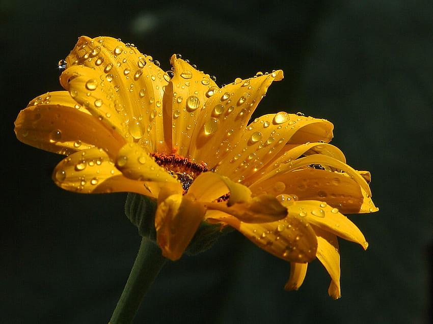 Daisy with Rain Drops, rain, daisy, yellow, flower, rain drops HD wallpaper