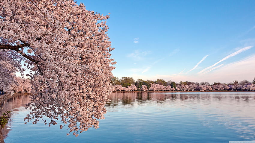 Washington DC Cherry Blossom ❤ pour Ultra, DC Spring Fond d'écran HD