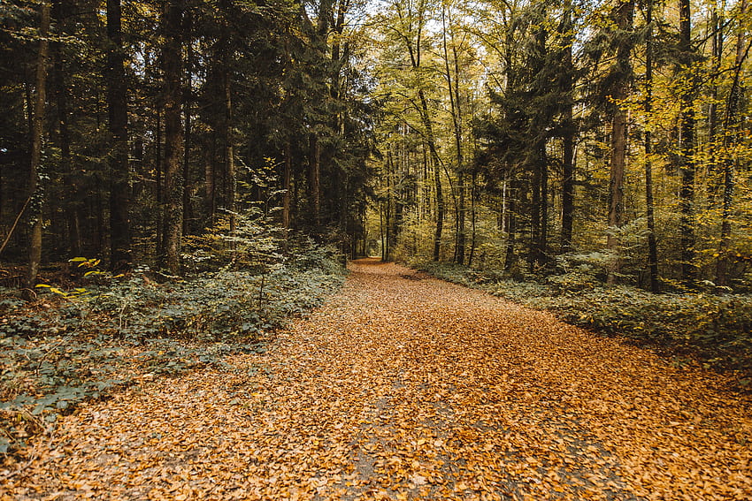 自然, 木, 秋, 公園, 紅葉, 落ちた 高画質の壁紙