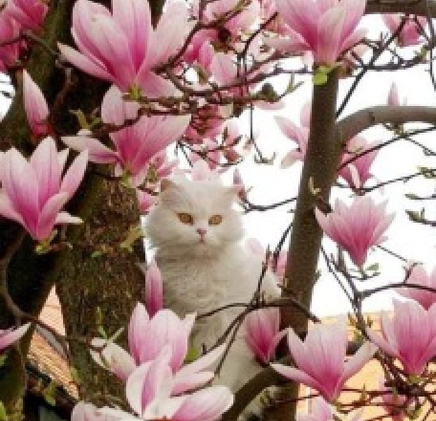 kitty on a magnolia tree, kitty, animals, cats, spring, magnolia, tree HD wallpaper