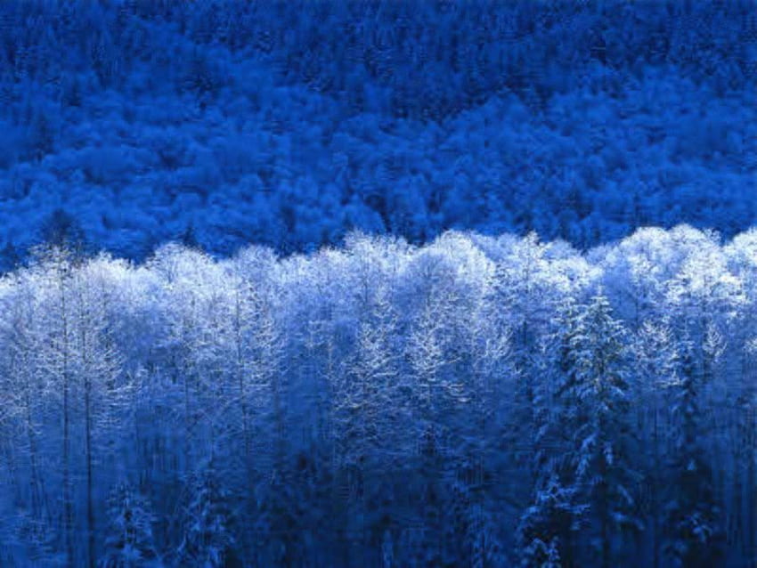 golden winter, winter, blue, white, snow, trees, forest HD wallpaper