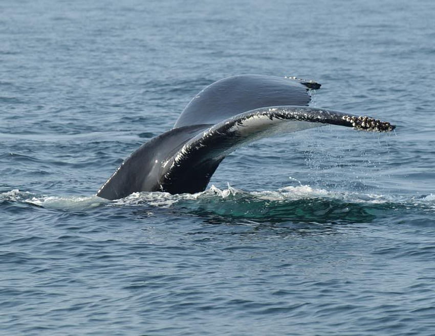 Опашка на китове, кит, опашка, вода, океан HD тапет
