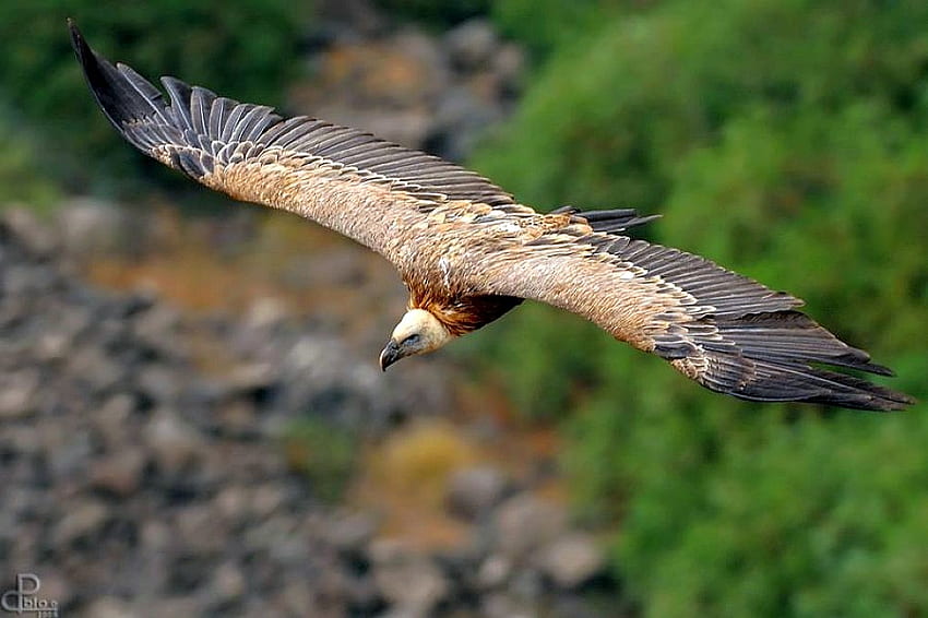Flying Eagle, flying, beautiful, eagle HD wallpaper