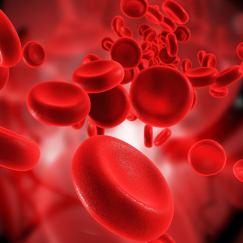 Niedrige Blutwerte – eine häufige Nebenwirkung der Krebsbehandlung, rote Blutkörperchen HD-Handy-Hintergrundbild