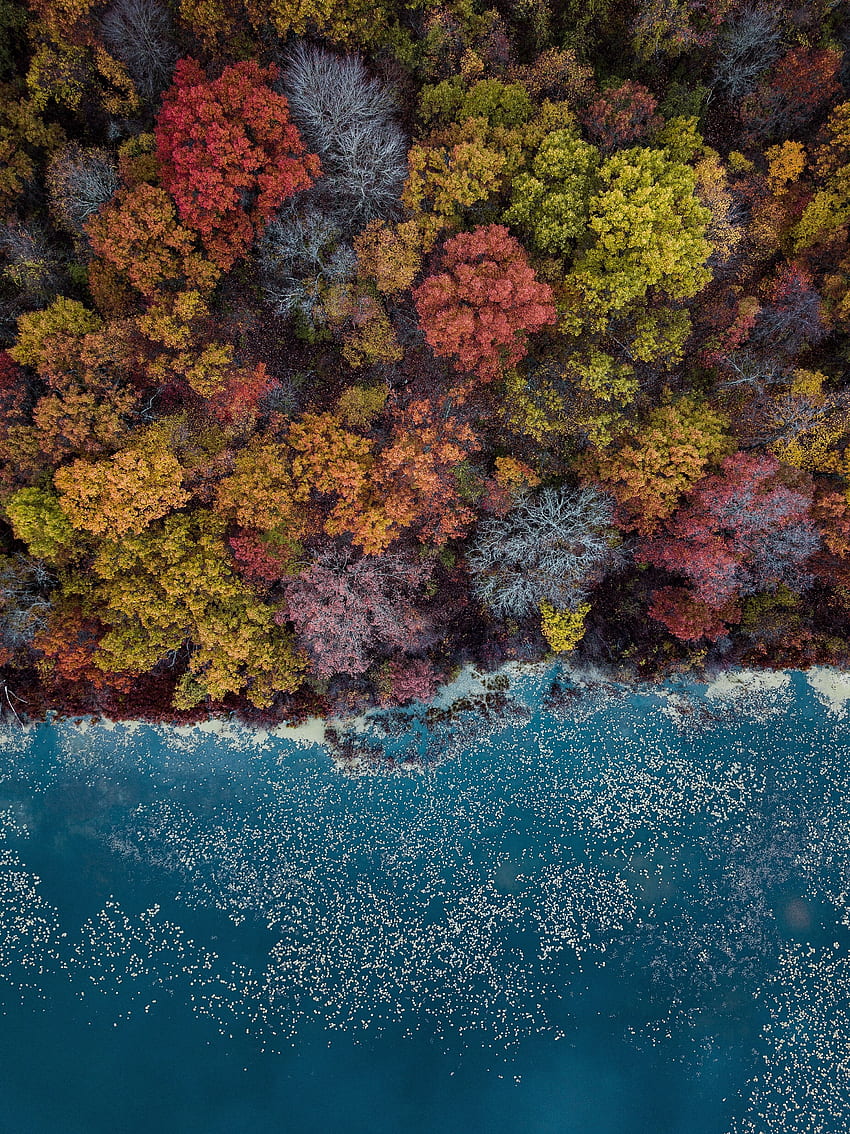 자연, 나무, 가을, 위에서 보기, 호수, 단풍, 가을 페인트 HD 전화 배경 화면