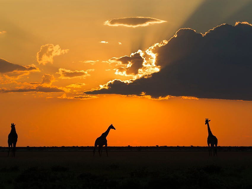 Kalahari Game Reserve at Sunset, Botswana. Game reserve, The great outdoors, Sunset HD wallpaper