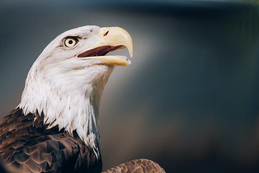 231 Bald Eagle, angry eagle HD phone wallpaper | Pxfuel