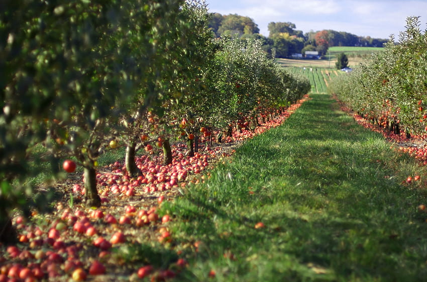 Map: Georgia's best picks for apple orchards, in time for fall, Apple Picking HD wallpaper