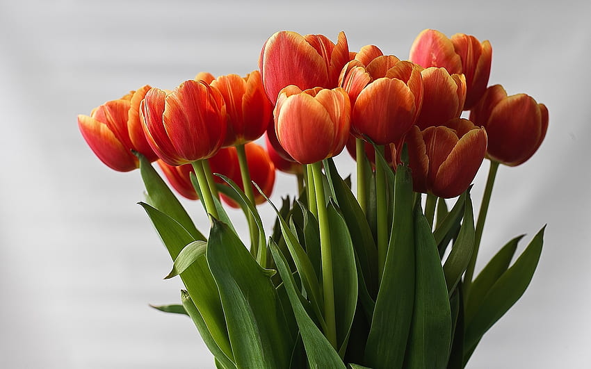 Tulipani, natura, fiori, arancio Sfondo HD