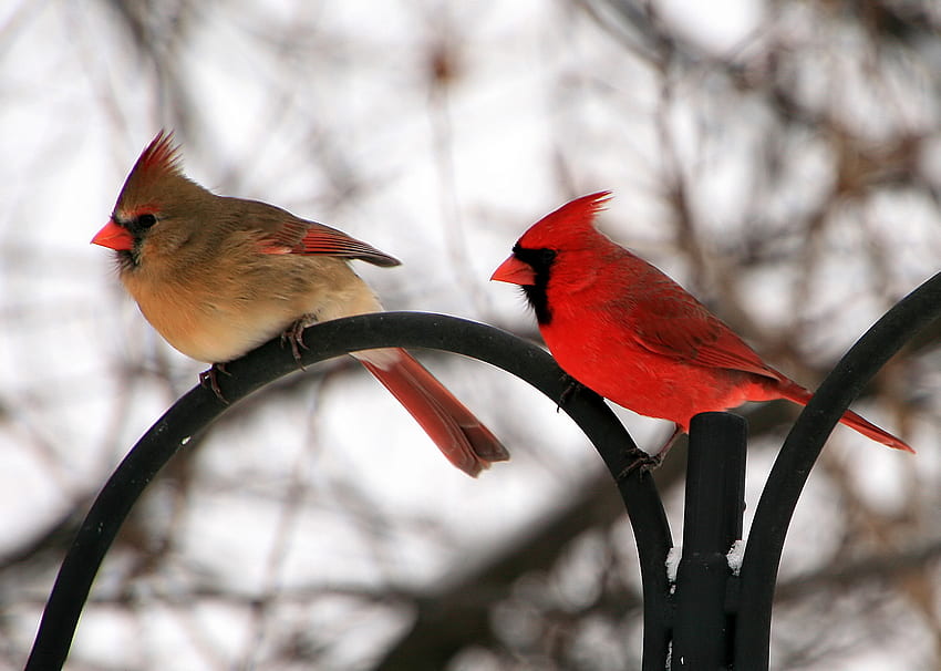 Female and Male Northern Cardinal. The Cardinal is the State Bird of Virginia. HD wallpaper