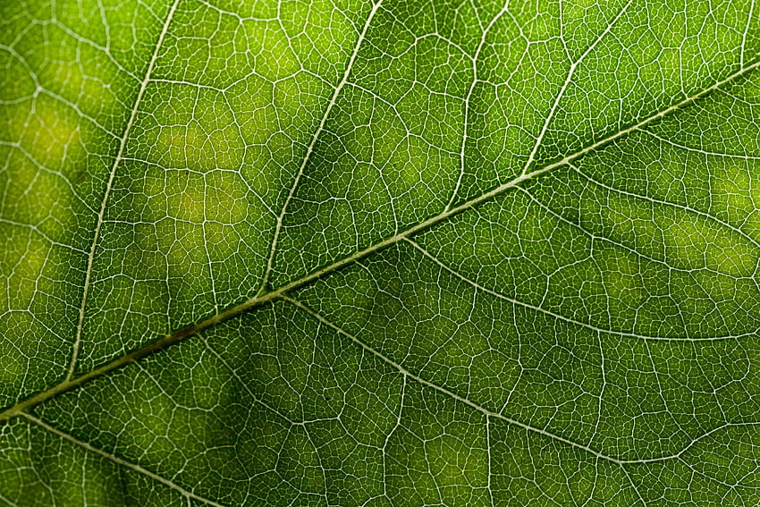 Green Leaf Texture. Leaf texture, Green texture background, Green texture, Leaves Texture HD wallpaper