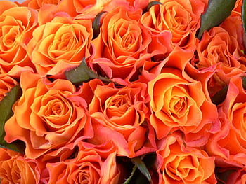 Hình nền hoa hồng Mary Rose sẽ khiến máy tính của bạn trở nên vô cùng độc đáo và lãng mạn. Những tấm hình HD chất lượng cao sẽ đem đến cho bạn một bầu không khí mới lạ khi sử dụng máy tính. Hãy tải xuống ngay hình nền này và cập nhật cho máy tính của bạn một phong cách mới lạ.