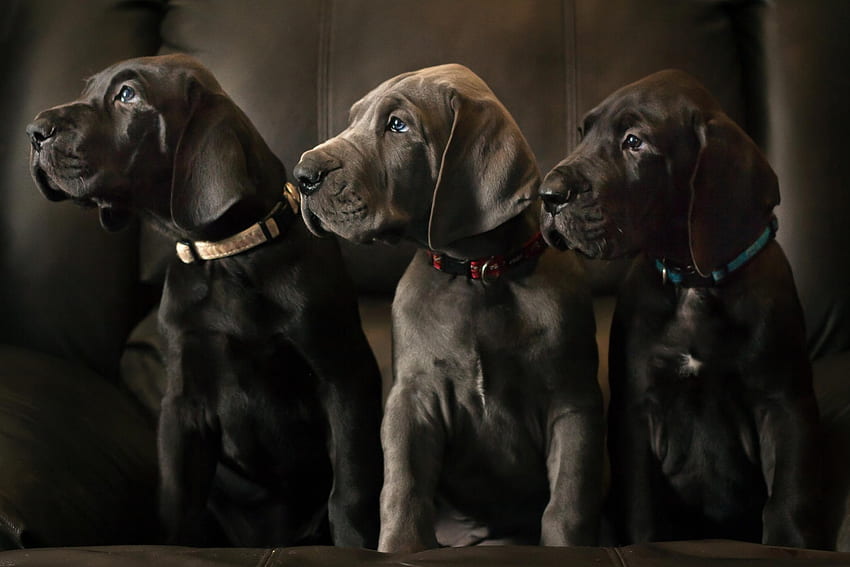 cachorros, cachorro, doce, animal, fofo, lindo, cachorrinhos, cachorrinho, bonito, animais, adorável papel de parede HD