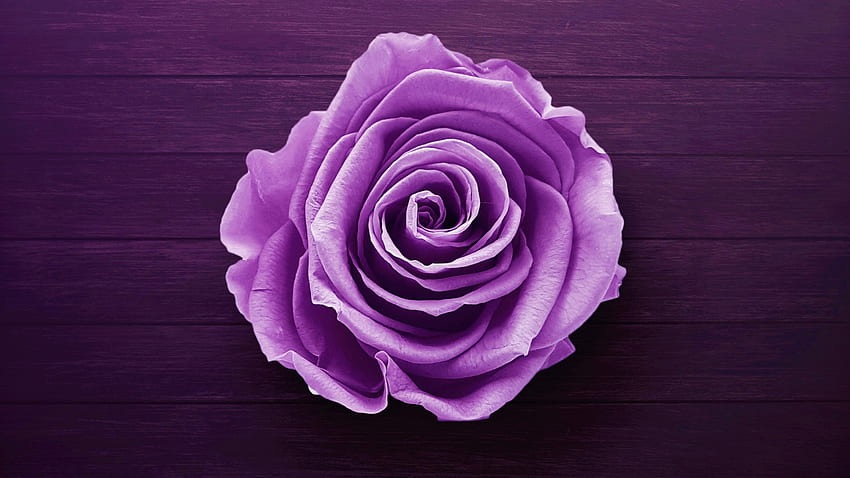 Purple flower, rose , , Tablet, laptop HD wallpaper