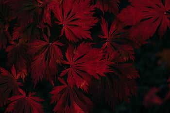 Black-and-red plants HD wallpapers | Pxfuel