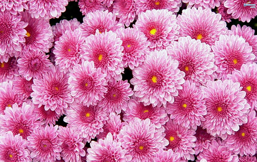 Blumenhintergrund Blume der Blume, 1900 x 1200 Blume HD-Hintergrundbild