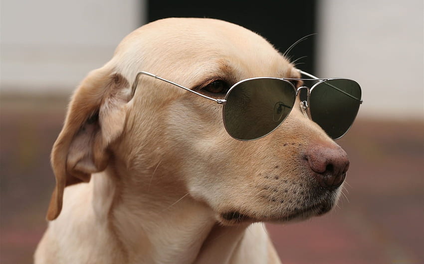 Adult Short Coated Dog Wearing Sunglasses . HD wallpaper