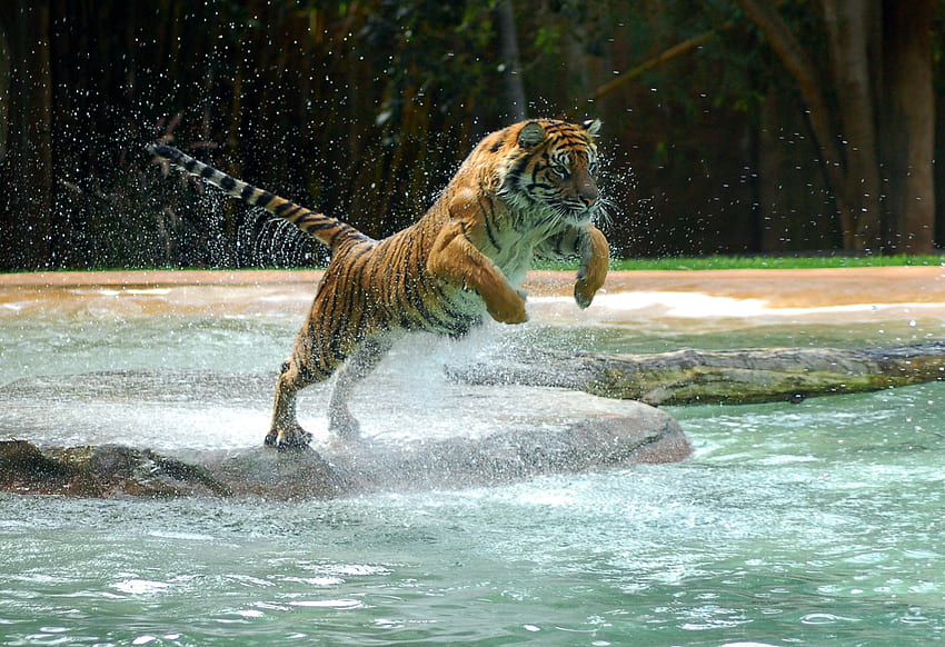 Zwierzęta, woda, drapieżnik, tygrys, odbijanie, skakanie Tapeta HD