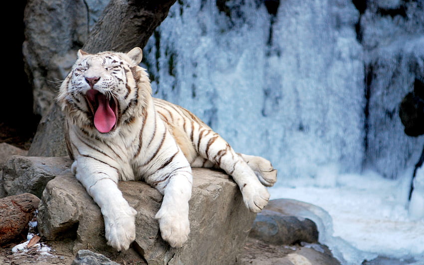 Yawning Tiger, tiger, animals, cats, beautiful, white tiger HD wallpaper