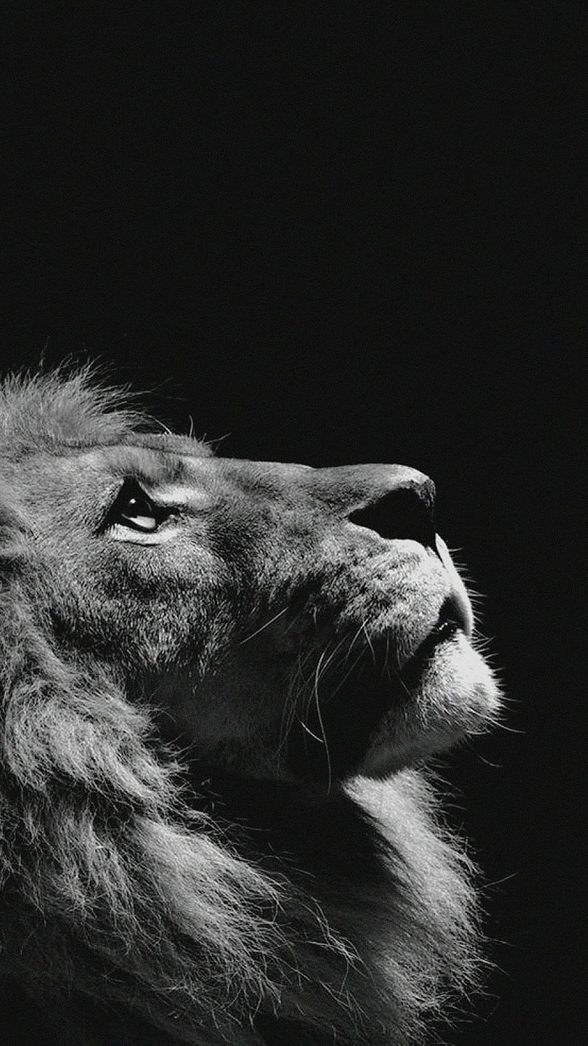 Lion iPhone , Lion For Mobile HD phone wallpaper