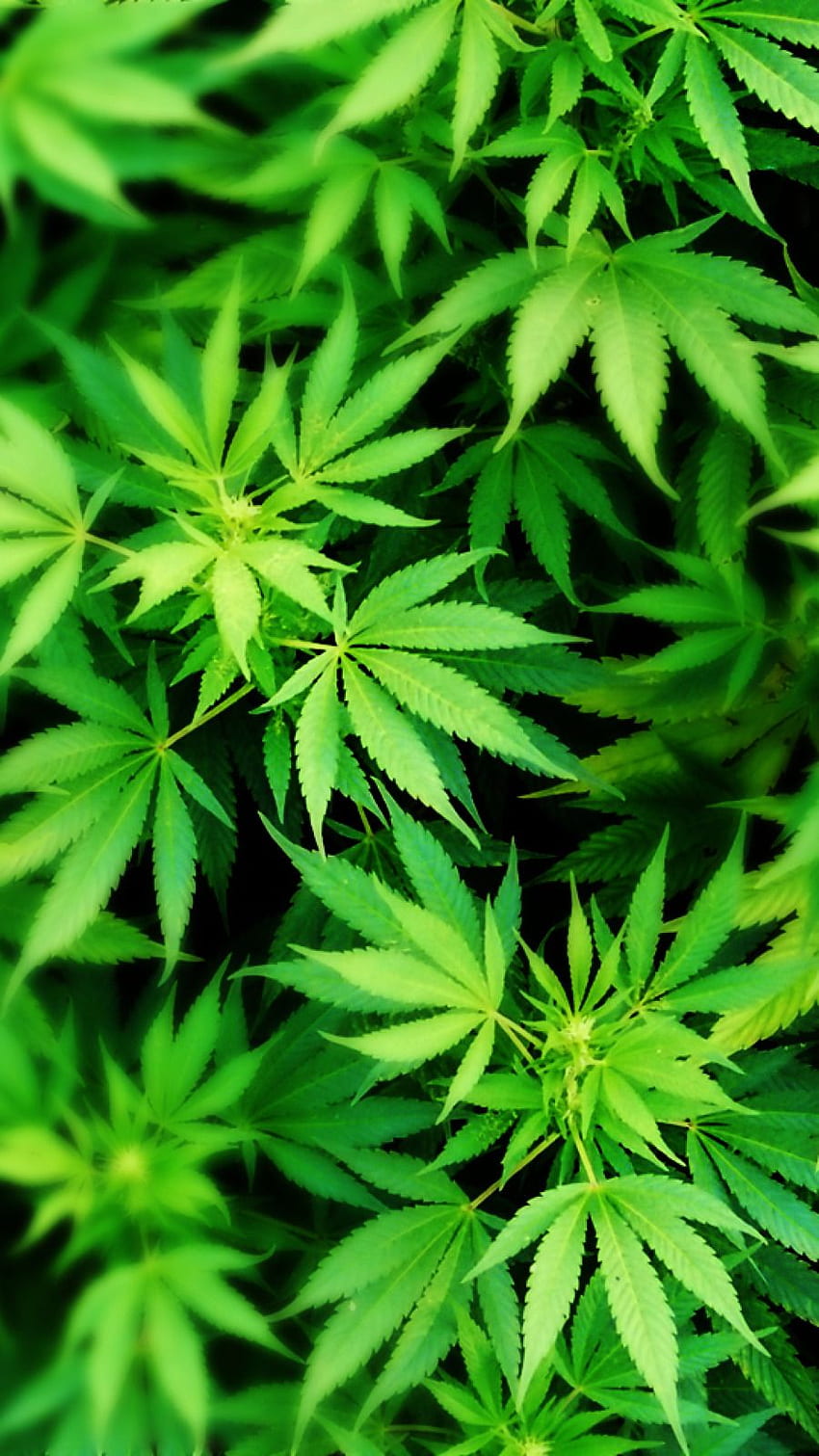 Aesthetic cannabis HD wallpapers | Pxfuel