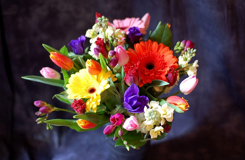 Blumen, Tulpen, Gerbera, Registrierung, Typografie, Blumenstrauß, Komposition HD-Hintergrundbild