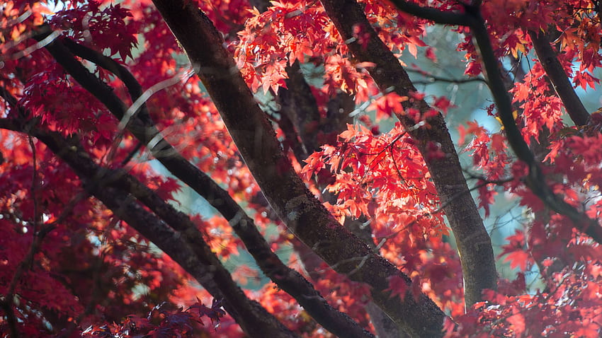 Red Fall Tree Autumn Leaves 1440P Rozdzielczość , , Tło i Tapeta HD