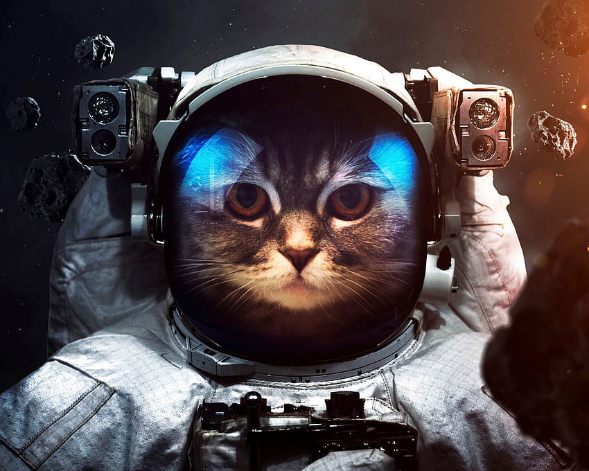 Gato, traje espacial, animales, universo, cosmonauta, traje espacial fondo de pantalla