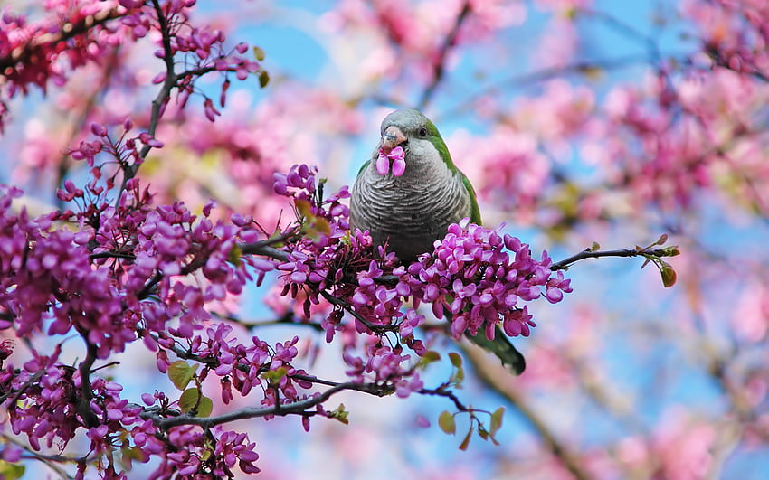 Bird, Cute Bird Spring HD wallpaper